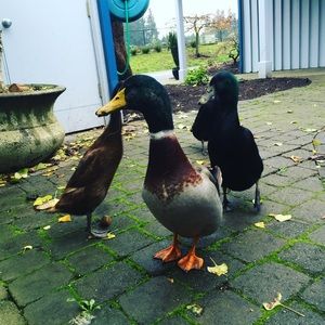 Meet your Posher, Angie